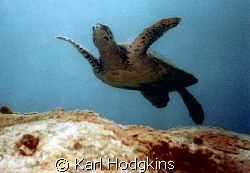 Flying Turtle by Karl Hodgkins 